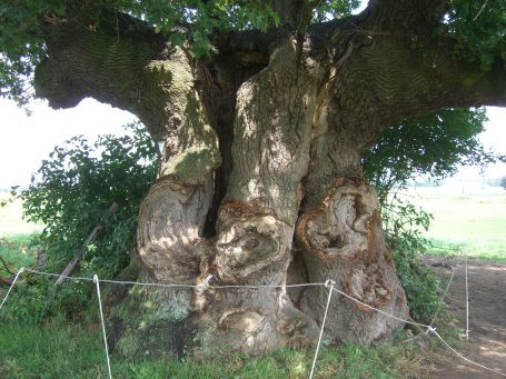 Am Niederrhein : Kopfeiche